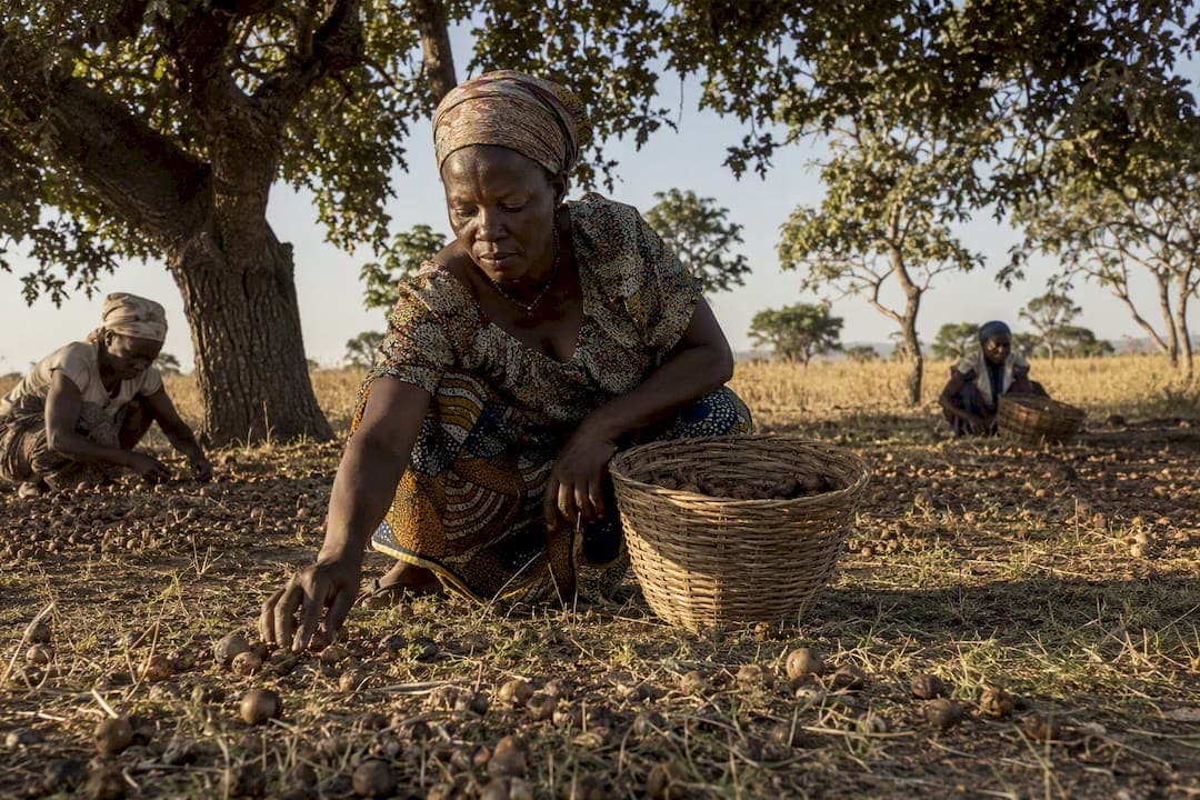 How UK Buyers Verify Shea Butter Sustainability and Protect Women