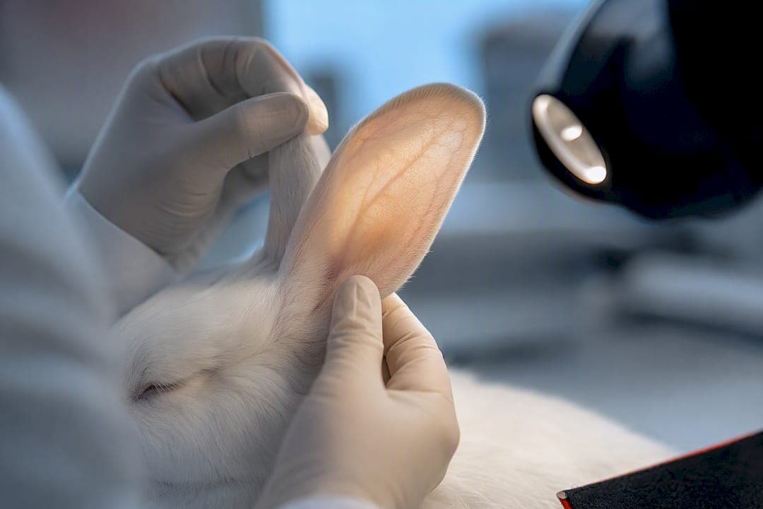 Comedogenic Scale Explained: Why Rabbit Ear Tests Overstate Pore Risk